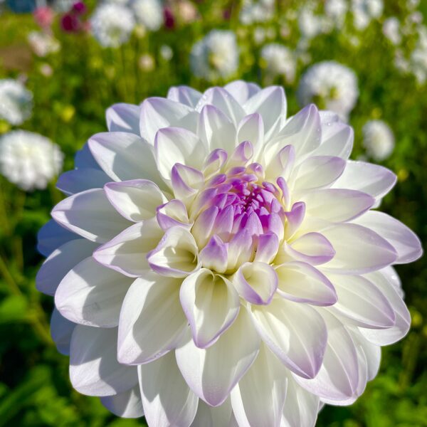 EVELINE      Rezevēts!