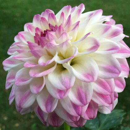 Anna HA Rezervēts!!!