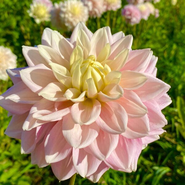 Truly Scrumptious REZERVĒTS