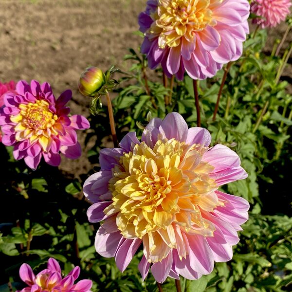 THE LIFE STYLE Rezervēts!!!