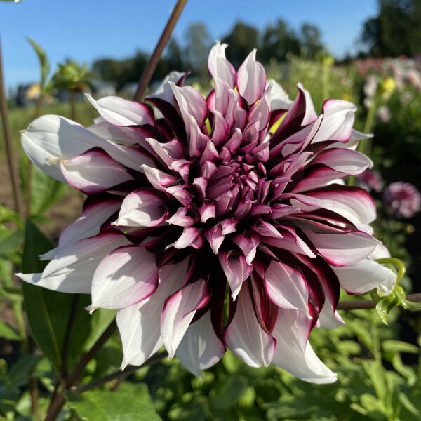 TARTNAT    Rezervēts!!!