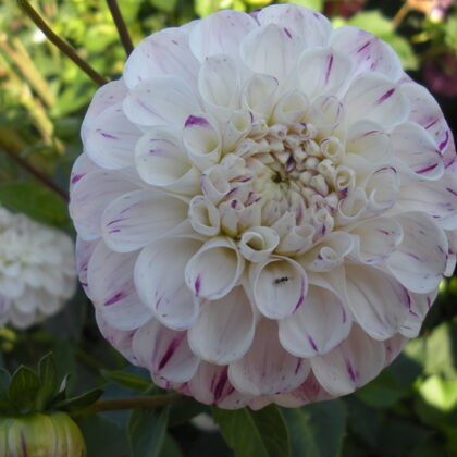 Ferncliff Tango Rezervēts!!!