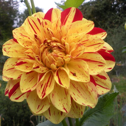 Hapet Allerlei REZERVĒTS!