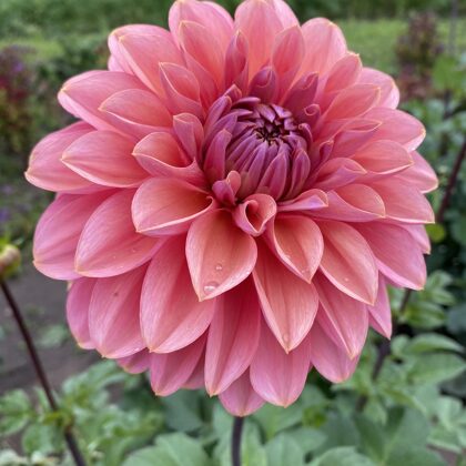 AB Rozā Pantera REZERVĒTS