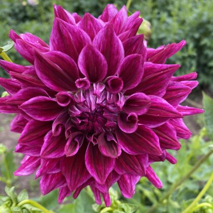 Kornēlija Rezervēts!!!