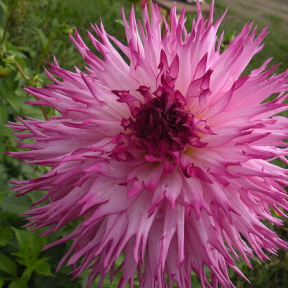 Mingus Leroy Rezervēts!!!!