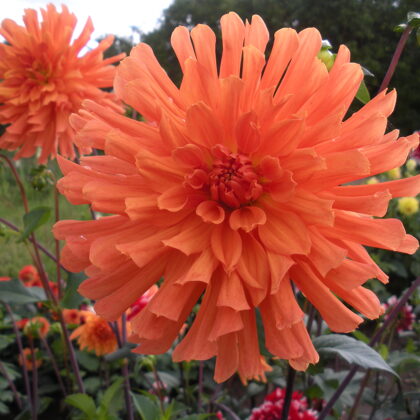 Mintautas  Rezervēts!!!