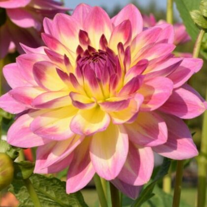 Rundāle Rezervēts!!!