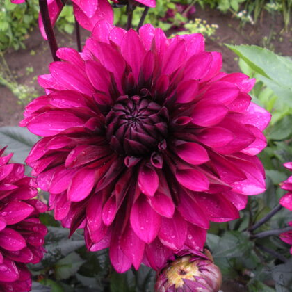 Sančo  Rezervēts!!!