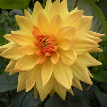 Smiltene Rezervēts!!!