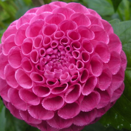 Tahoma Sarah B Rezervēts!!!