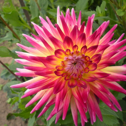 Trelyn Rhiannon Rezervēts!!!