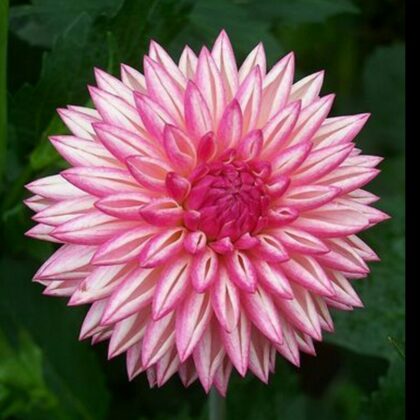 Valley Porcupine Rezervēts!!!