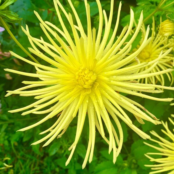 YELLOW SPIDER Rezervēts!!!