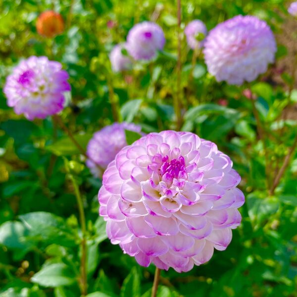 TREBY DAINTY Rezervēts!!!