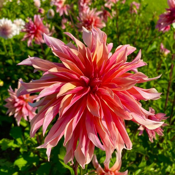 THE LABIRINTH Rezevēts!