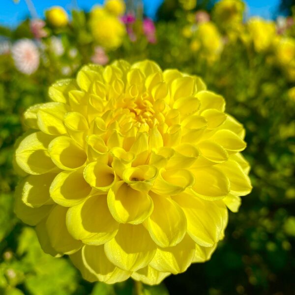 HAPET ZITRONELLA    Rezervēts!!!