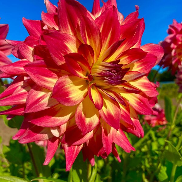 PRUHONICE Rezertvēts!!!