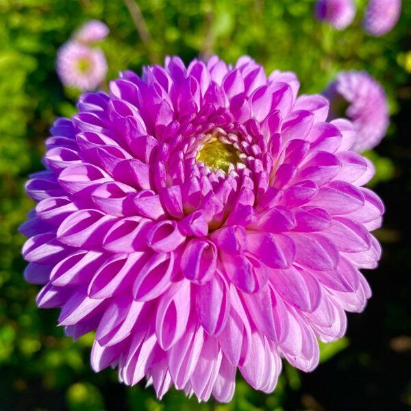 VODOGRAY SPORT Rezervēts!!!