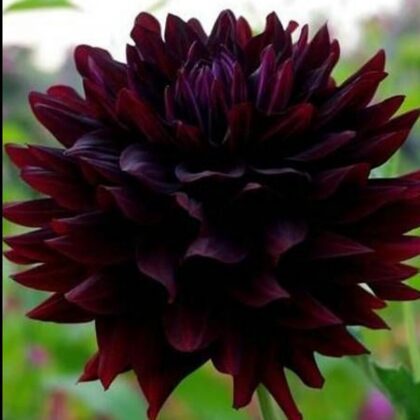 Hollyhill Blak Beauty  Rezervēts!!!