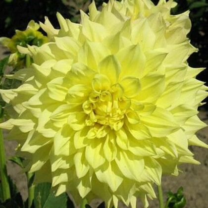 Vandas Capella   Rezervēts!!!