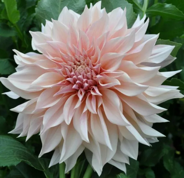 Cafe au Lait   5 EUR