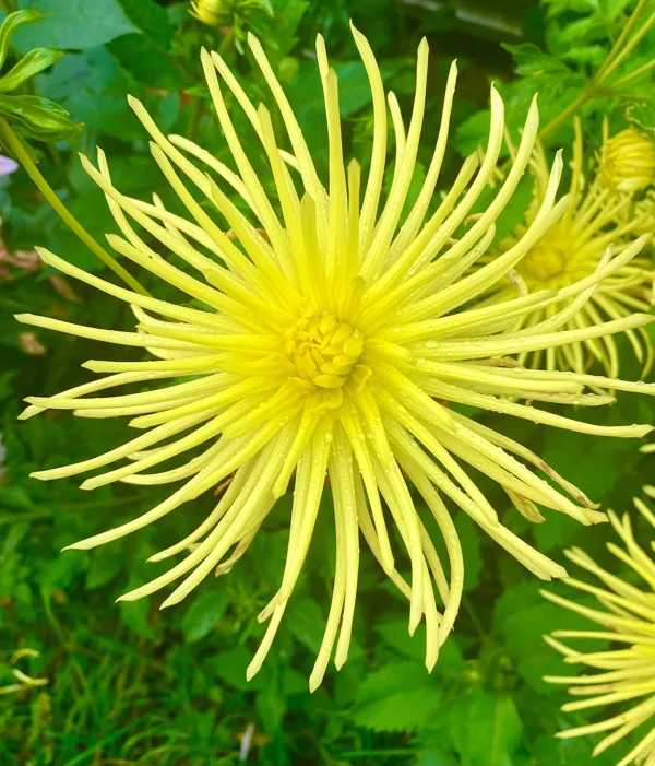 GRYSON'S YELLOW SPIDER Rezervēts!!!