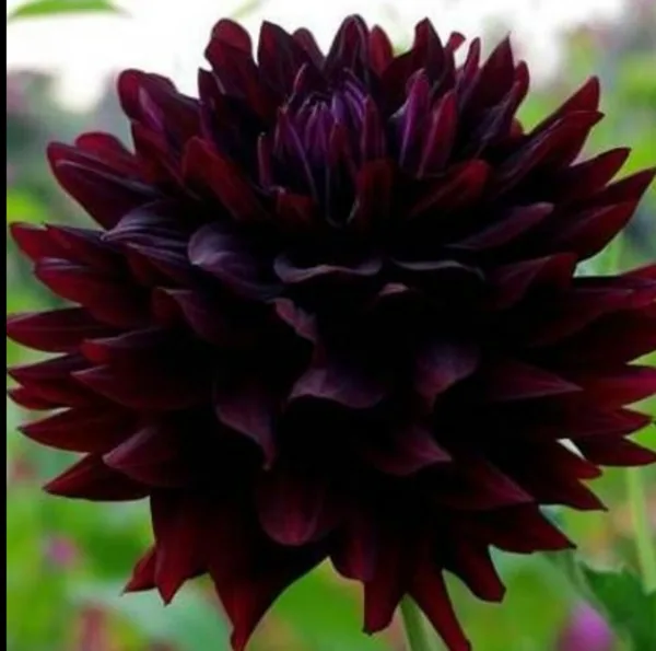 Hollyhill Blak Beauty  Rezervēts!!!